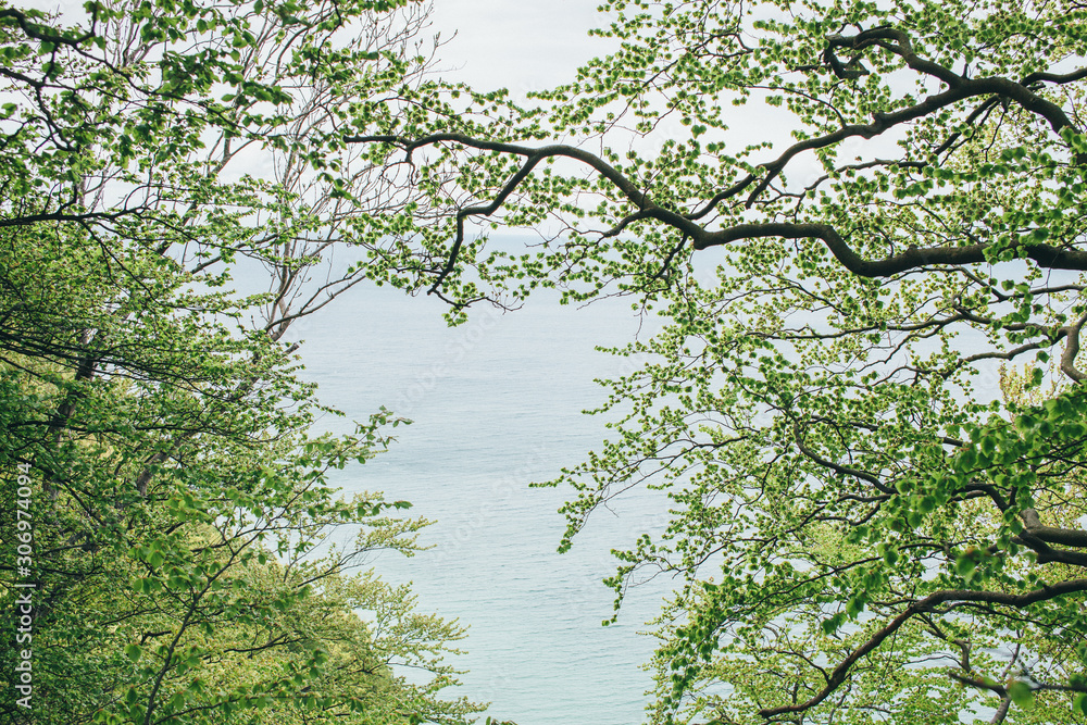 Fototapeta premium sea view through the trees
