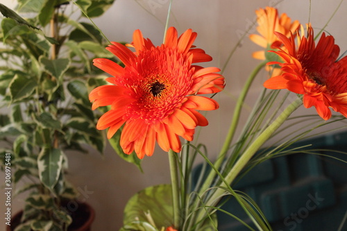 red flowers on  background