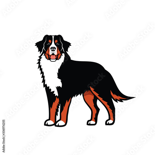 Bernese mountain dog - isolated vector illustration