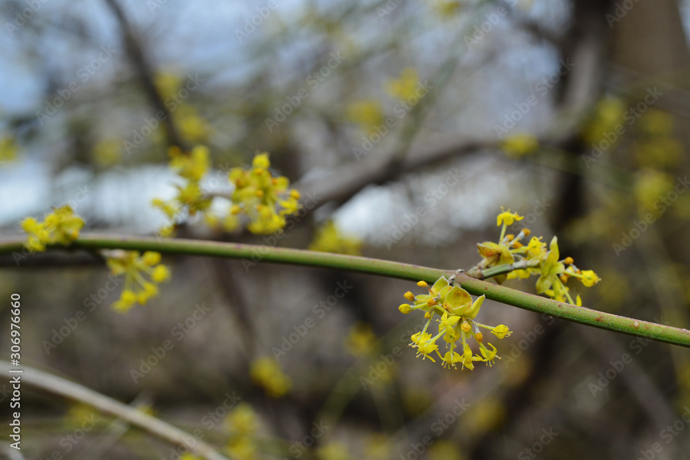 Flowering Cornelian cherry (European cornel) Flowering Cornelian cherry (European cornel)