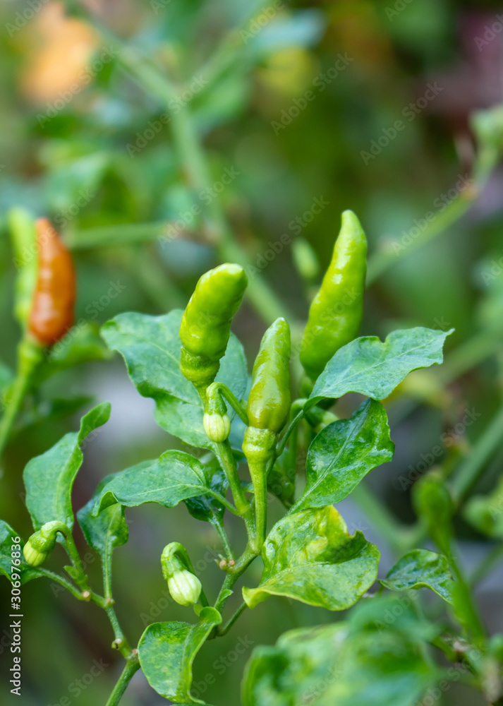 Paprika. Paprika.
