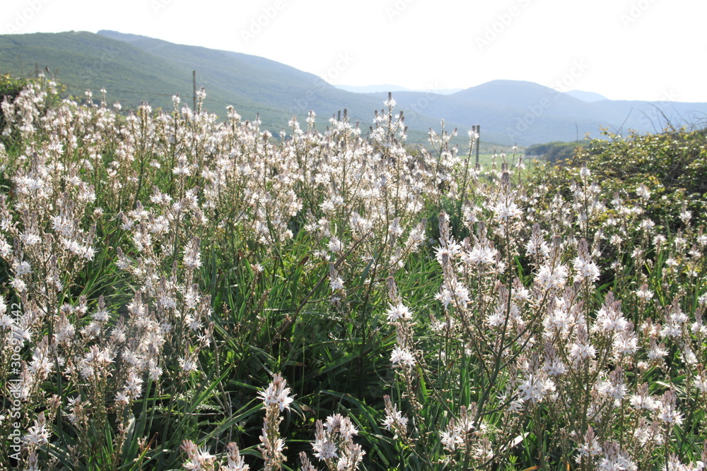 Obraz premium Fleurs du sentier des douaniers