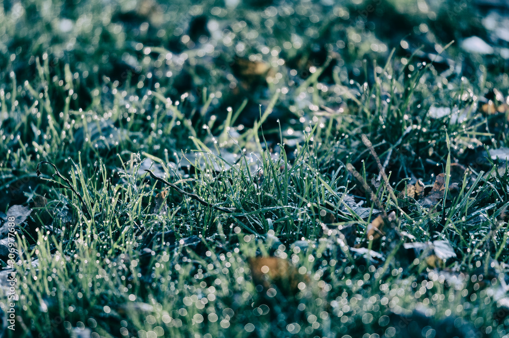 Drops of morning dew on leaves of grass in cold time. Drops of morning dew on leaves of grass in cold time.