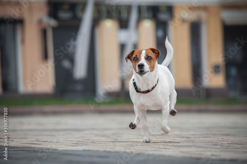 Cute red running flying dog jack russell terrier in Kyiv in city center 