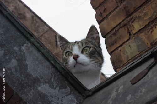 cat with green eyes