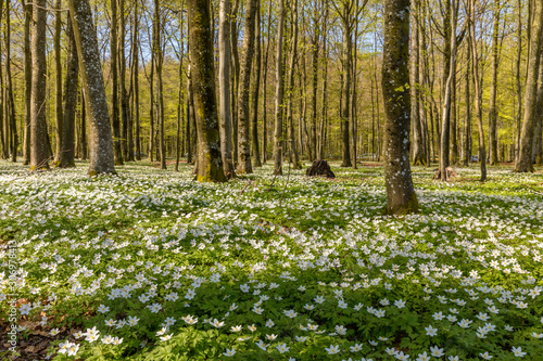 Canvas-taulu Beautiful wood anemone, spring flowers in the beech forest - wood anemone, windf