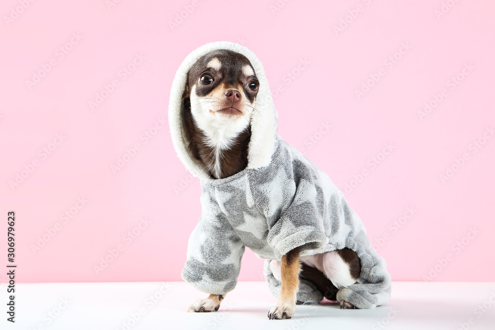 Chihuahua dog in costume on pink background