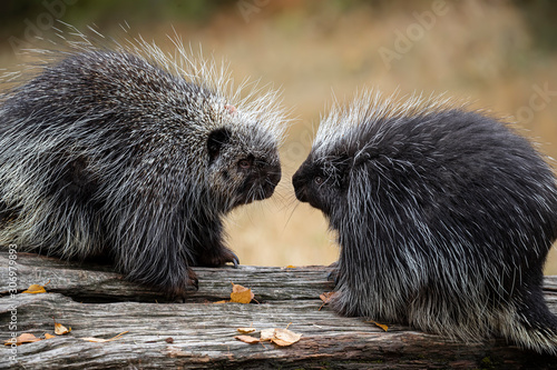 Fotografía Porcupines Elvis and Presley