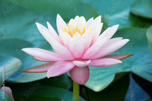 A beautiful loto flower in a pond.