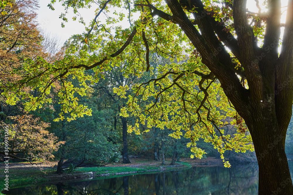 Herbstliche Eiche im Laubwald mit heller Sonne, die durch die Zweige scheint und einem Teich im Hintergrund Herbstliche Eiche im Laubwald mit heller Sonne, die durch die Zweige scheint und einem Teich im Hintergrund