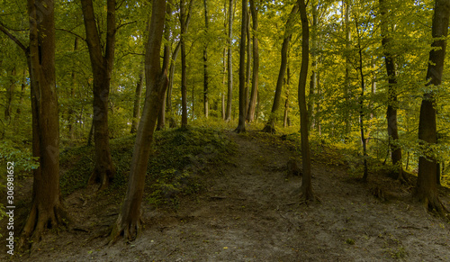 forest landscape green foliage summer time season weather