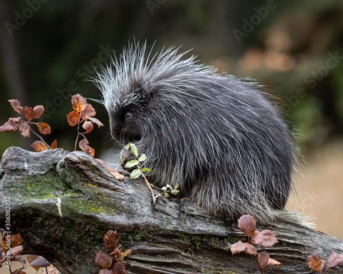 Porcupines Elvis and Presley