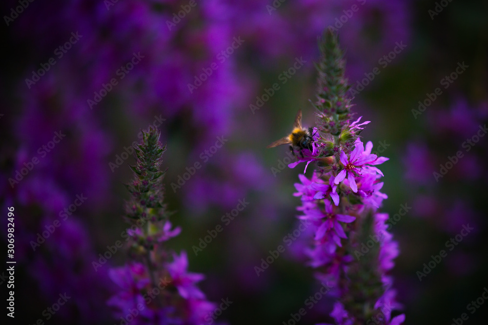 Obraz premium Hummel auf Lavendel