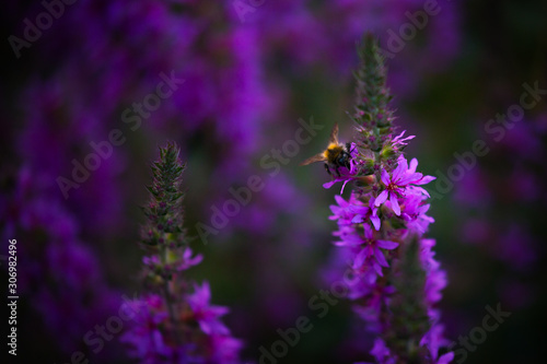 Hummel auf Lavendel