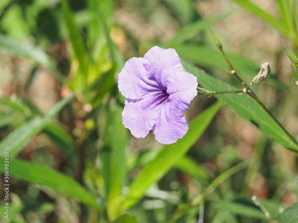 flower in the garden flower in the garden