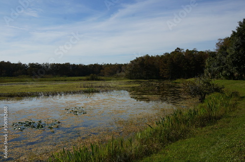 autumn swamp landscape in Louisiana