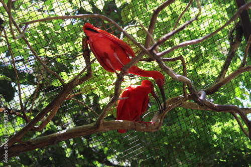 Pássaro Vermelho photo