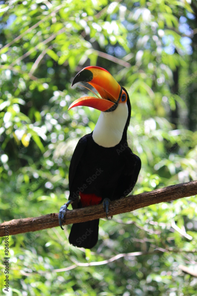 Fototapeta premium Tucano