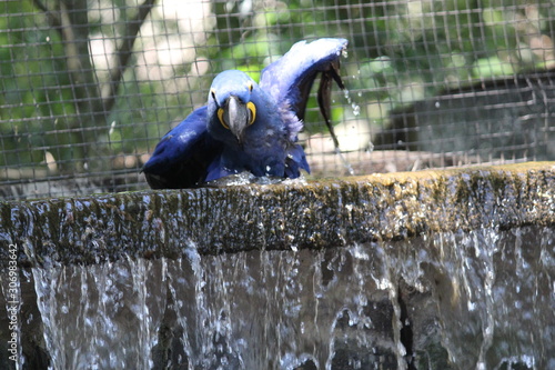 Arara-azul bebendo água photo