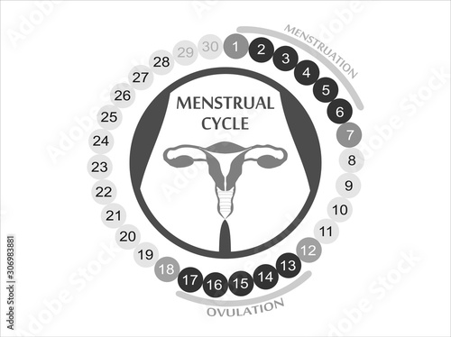 Menstrual cycle. Planner Design.