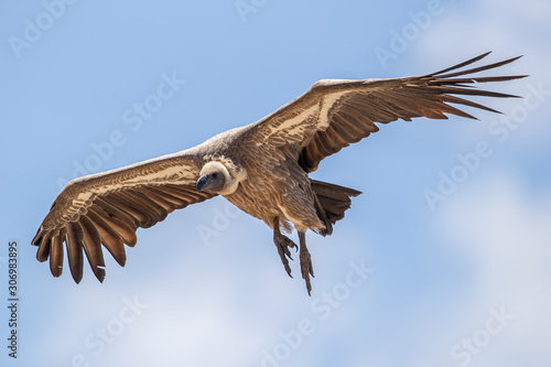 Vulture © GunnarImages