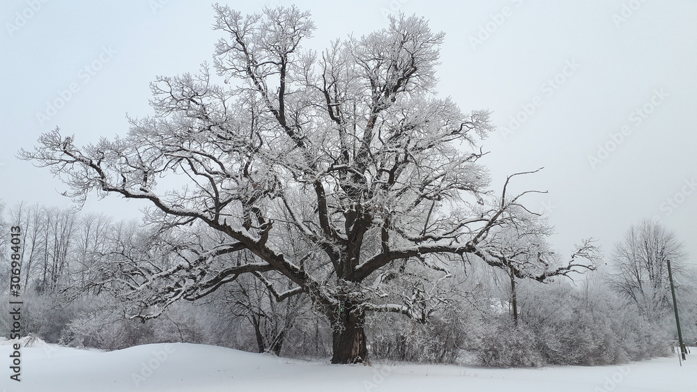 custom made wallpaper toronto digitalMajestic oak tree standing tall during wintertime.