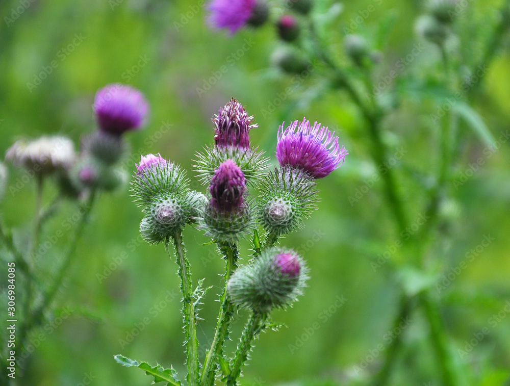 In the meadow among herbs blooms thistle (Carduus) . In the meadow among herbs blooms thistle (Carduus) .