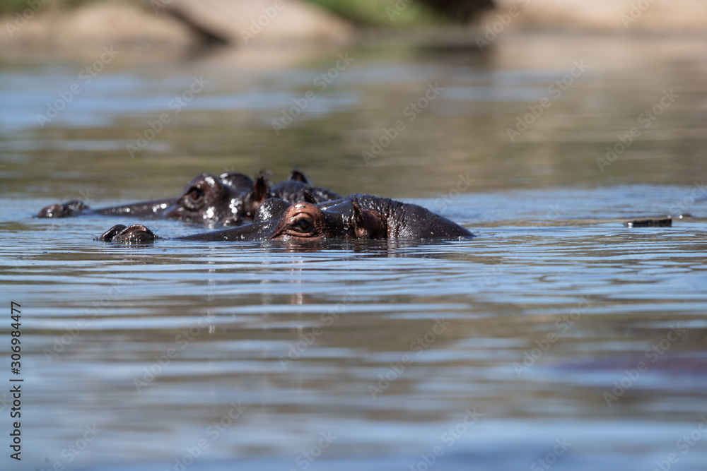 Hippopotamus Hippopotamus