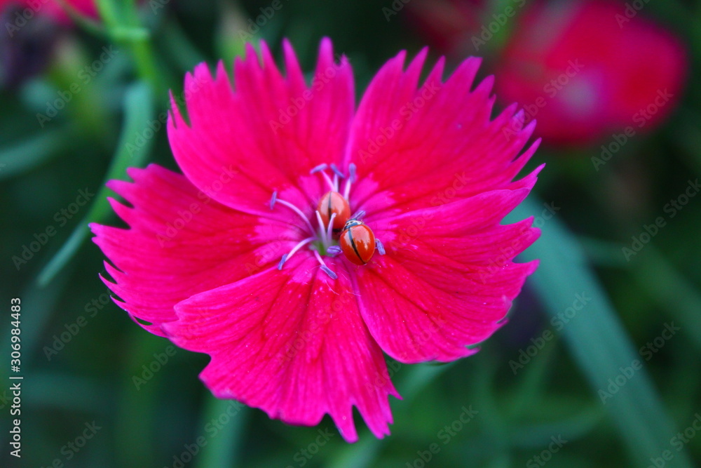 Fototapeta premium Beautiful Ladybirds on flower