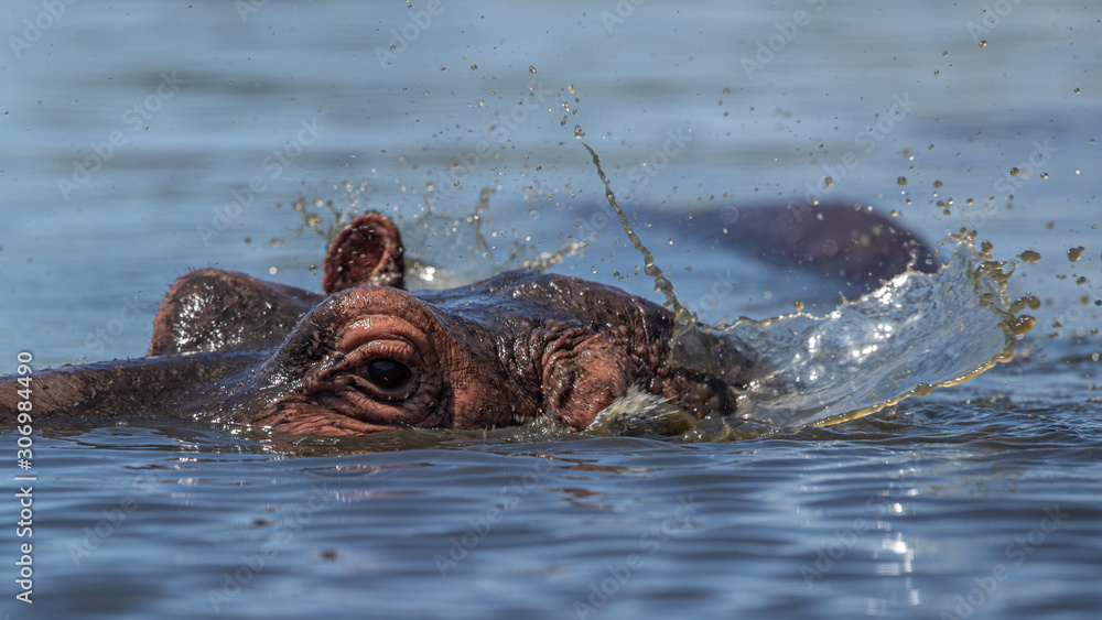 Fototapeta premium Hippopotamus