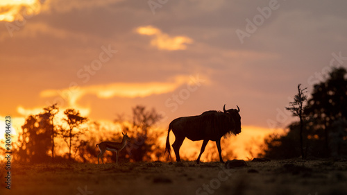 African Sunset © GunnarImages