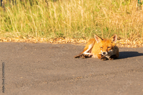 Ein Fuchs sonnt sich am Strassenrand