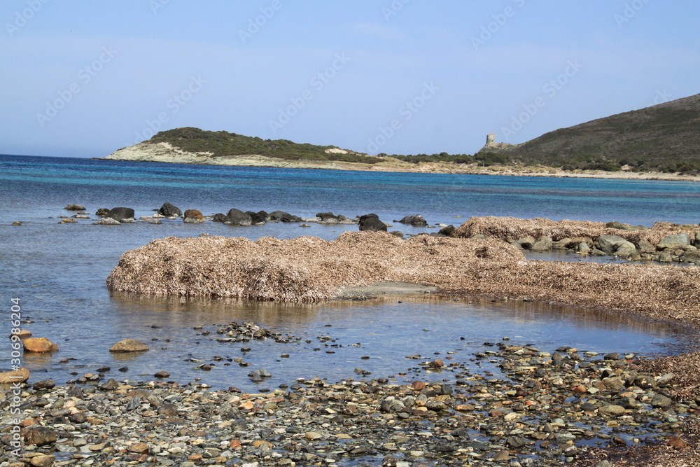 Tapis d'algues sèches Corse