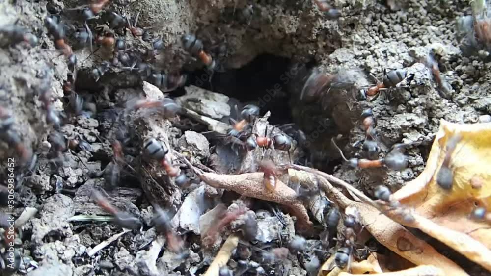 Amazon ants fighting with Formica ants for babies Amazon ants fighting with Formica ants for babies