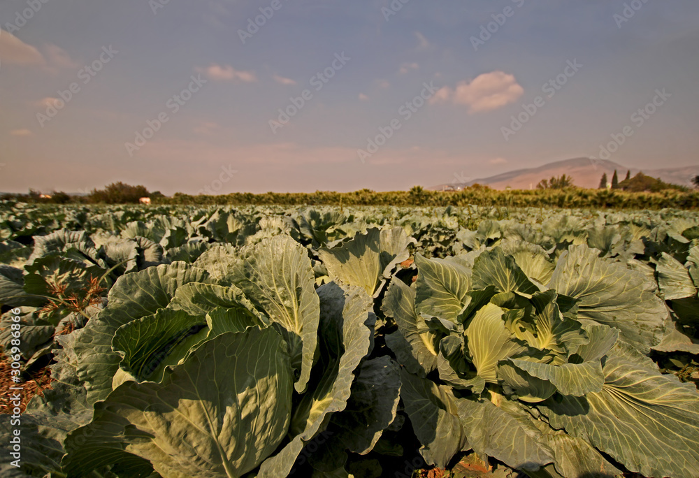 Fototapeta premium Turkey / İzmir / Natural cabbage in the Torbalı plain.