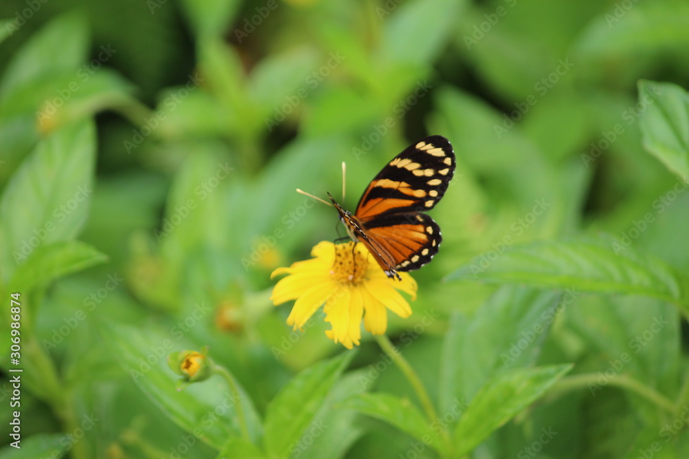 Borboleta Amarela