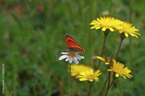 ottoman fever butterfly; Lycaena ottomanus