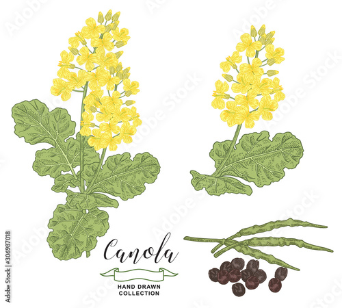 Canola, rape plant collection. Colorful flowers, branches and rapeseed isolated on white background. Vector illustration botanical. Vintage engraving style.