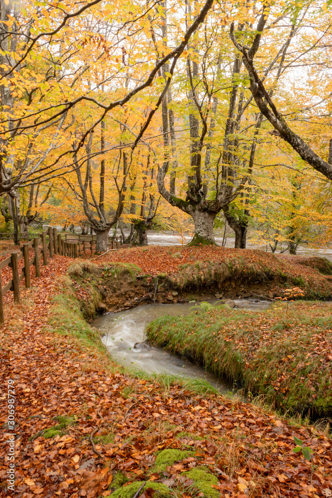 beech in the town of Sarria, on Mount Gorbea