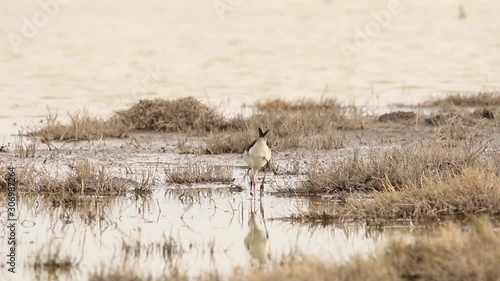 Wilson's Phalarope walking on the mud for feeding photo