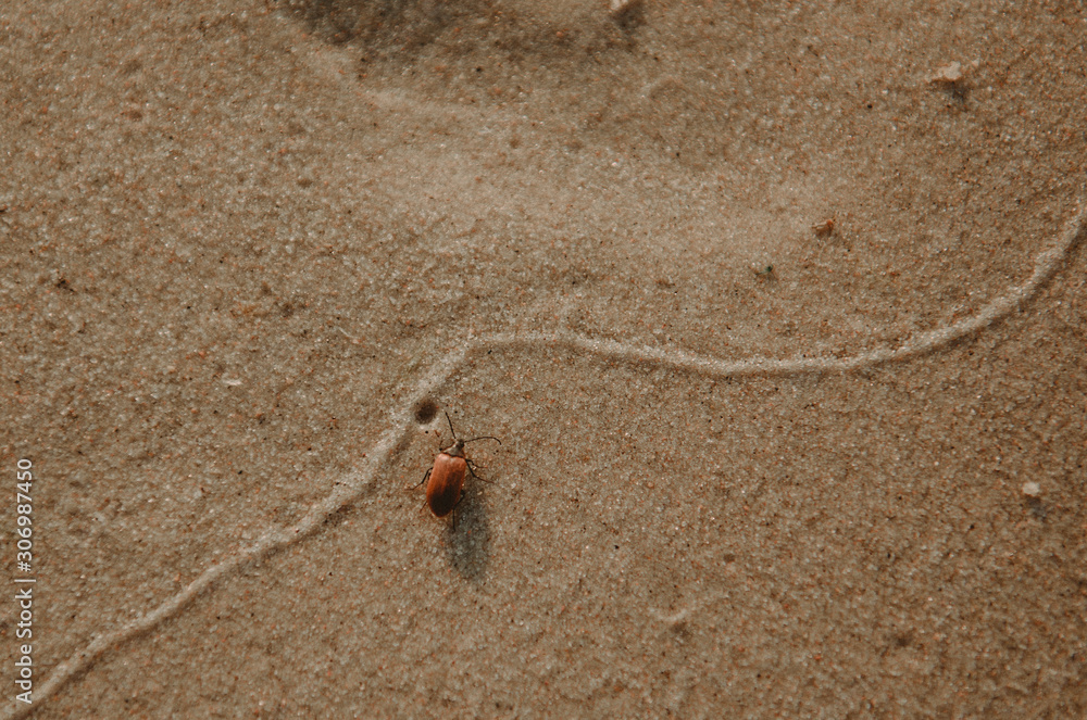 Beach hoppers or sand fleas photo in baltic sea beach Stock Photo