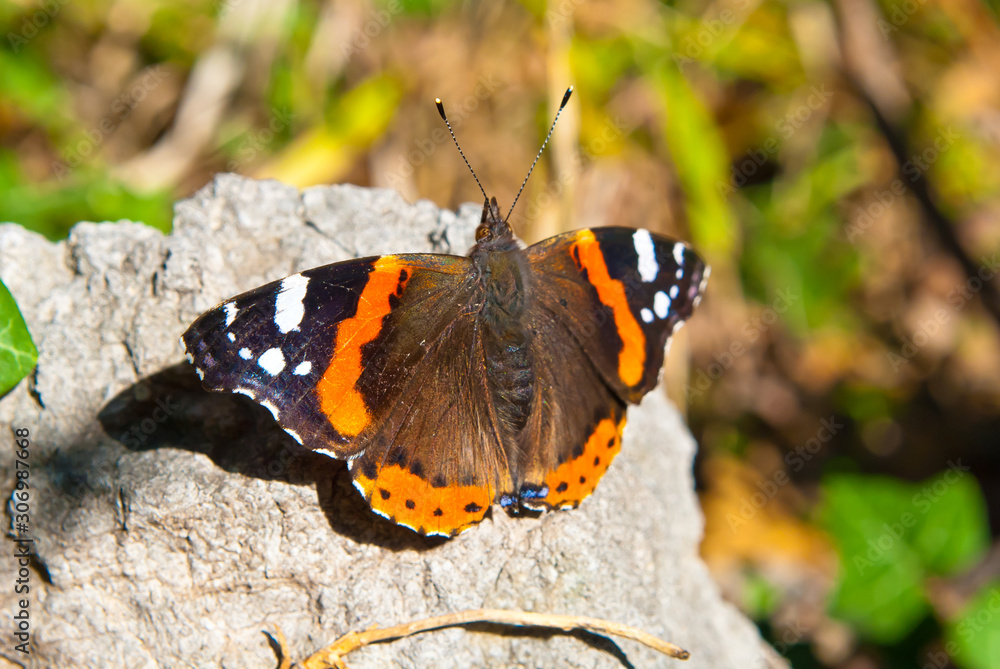 Vanessa cardui is a well-known colourful butterfly, known as the painted lady Vanessa cardui is a well-known colourful butterfly, known as the painted lady
