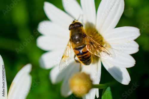 Bee on a camomile