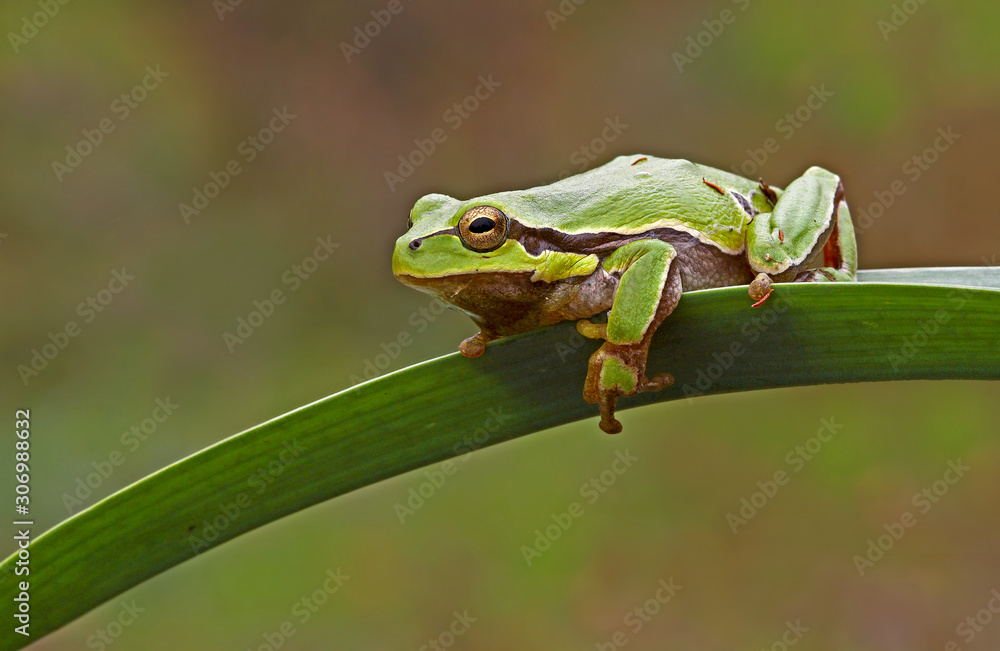 Obraz premium green tree frog (savignyi)
