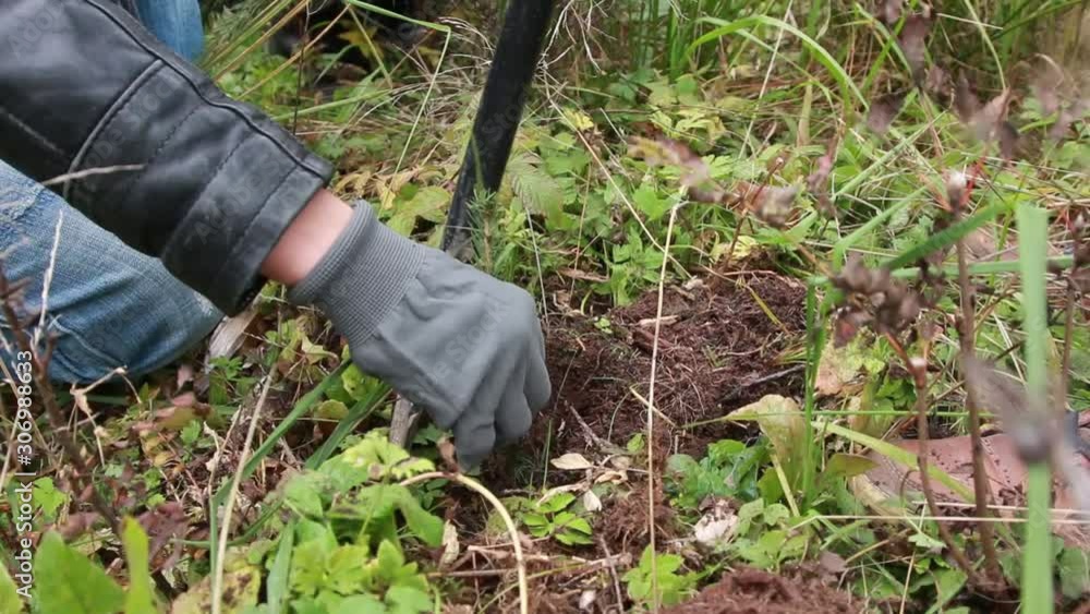 two people are planting a new pine in a forest two people are planting a new pine in a forest