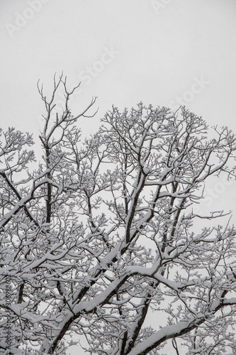 Wallpaper Mural Winter Wonderland Snowy Treetops First big snowfall of the winter season has left all the branches covered with fluffy snow. Snow day. Winter storm. Torontodigital.ca