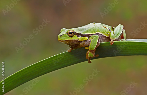green tree frog (savignyi)