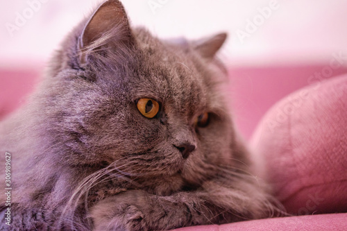 Muzzle of gray big long-haired British cat lies on a pink sofa. Concept weight gain during the New Year holidays  obesity  diet for the cat. Offended face cute Fold British..