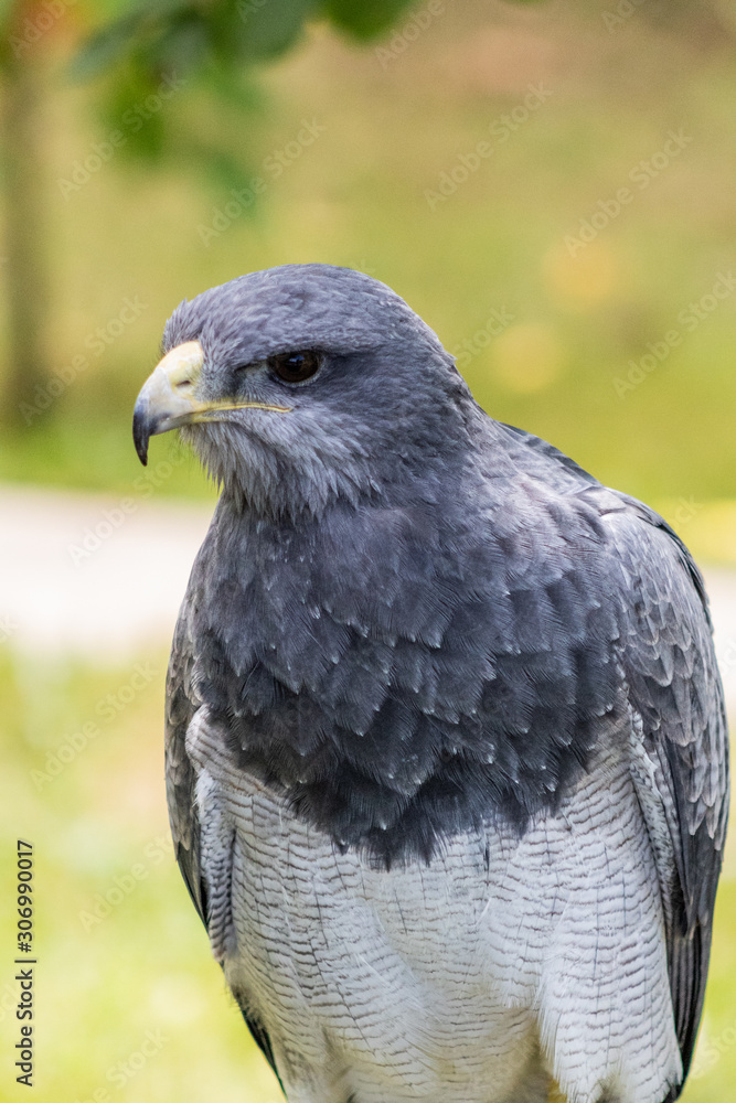 Naklejka premium black-breasted eagle resting in his innkeeper