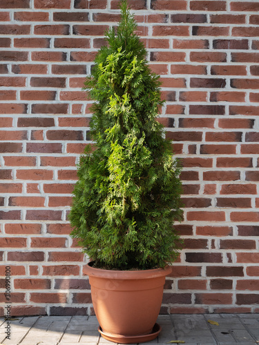Thuja in a brown round pot on a brick wall background
